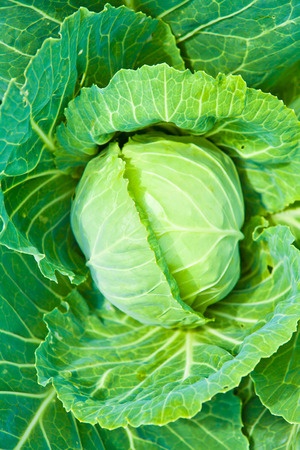 cabbage